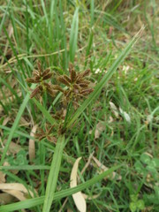 Cyperus nitidus