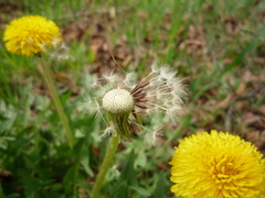Taraxacum proximum