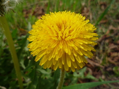 Taraxacum proximum