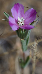 Clarkia purpurea