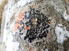 Lecidea lithophila