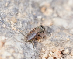 Stomorhina subapicalis
