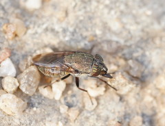 Stomorhina subapicalis
