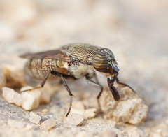 Stomorhina subapicalis