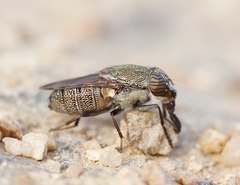 Stomorhina subapicalis