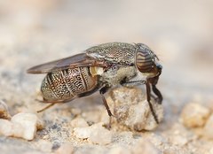 Stomorhina subapicalis