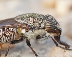 Stomorhina subapicalis