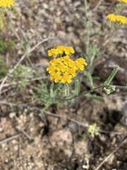 Achillea leptophylla
