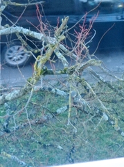 Parus major