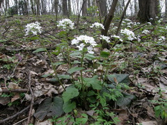 Pachyphragma macrophyllum