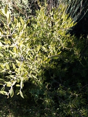 Phillyrea angustifolia