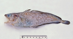 Pseudophycis breviuscula