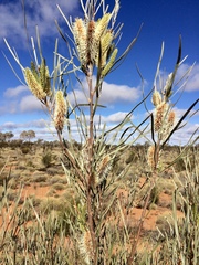 Hakea francisiana