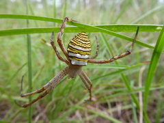 Argiope magnifica