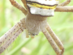 Argiope magnifica