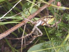 Argiope magnifica