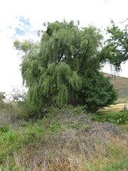 Salix babylonica babylonica