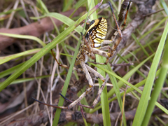 Argiope magnifica