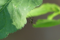 Armigeres subalbatus