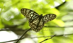 Tirumala septentrionis