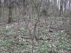 Pachyphragma macrophyllum