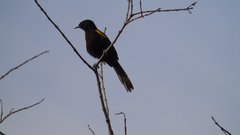 Icterus pyrrhopterus valenciobuenoi