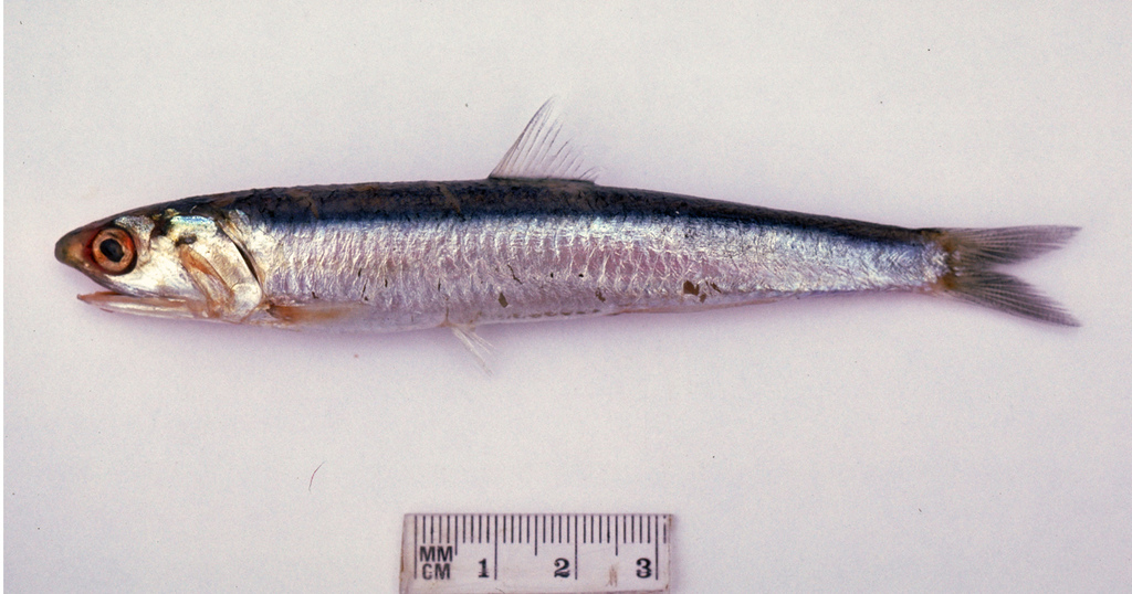 Australian Anchovy