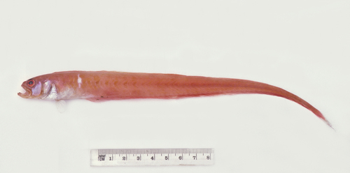 Australian bandfish (Cepola australis) — Cepolidae — 2