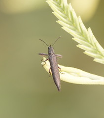 Rhinotia phoenicoptera