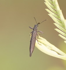 Rhinotia phoenicoptera