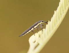 Rhinotia phoenicoptera