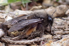Andrena vulcana