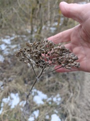 Achillea nobilis