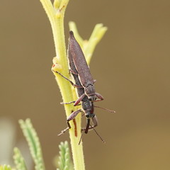 Rhinotia phoenicoptera