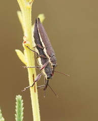 Rhinotia phoenicoptera