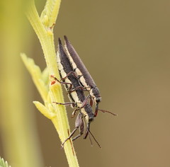 Rhinotia phoenicoptera