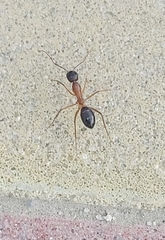 Camponotus xerxes