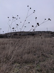 Cephalaria uralensis