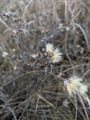 Galatella villosa