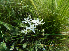 Ornithogalum orthophyllum