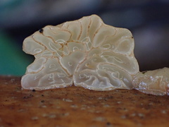 Campanella pustulata