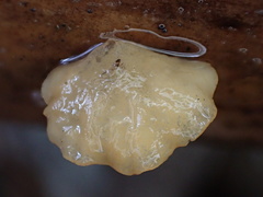 Campanella pustulata