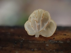 Campanella pustulata