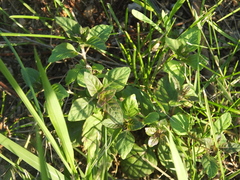 Clinopodium urticifolium