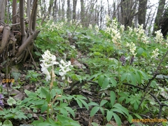 Corydalis cava cava