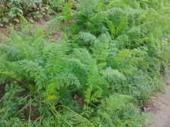 Daucus carota sativus