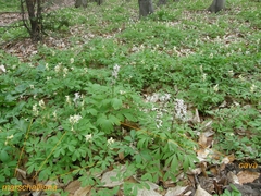Corydalis cava cava