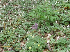 Corydalis cava cava