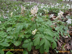 Corydalis cava cava