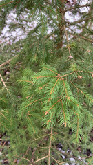Picea abies